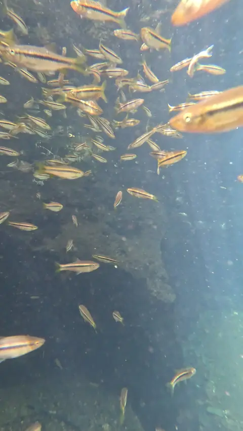 Fish in the clear pool at the Pokharbav Ganpati temple, Dabhole