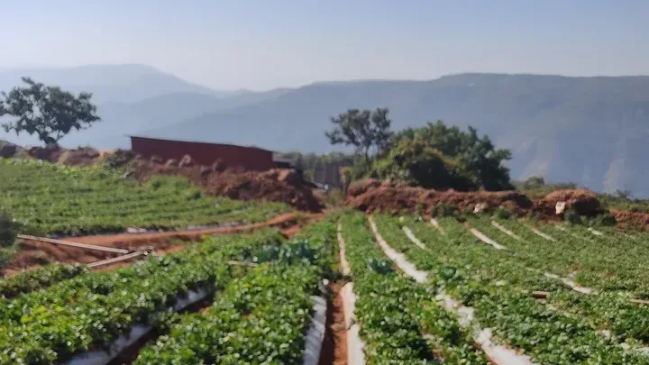 Strawberry fields and the Sahyadri hills at Mahabaleshwar