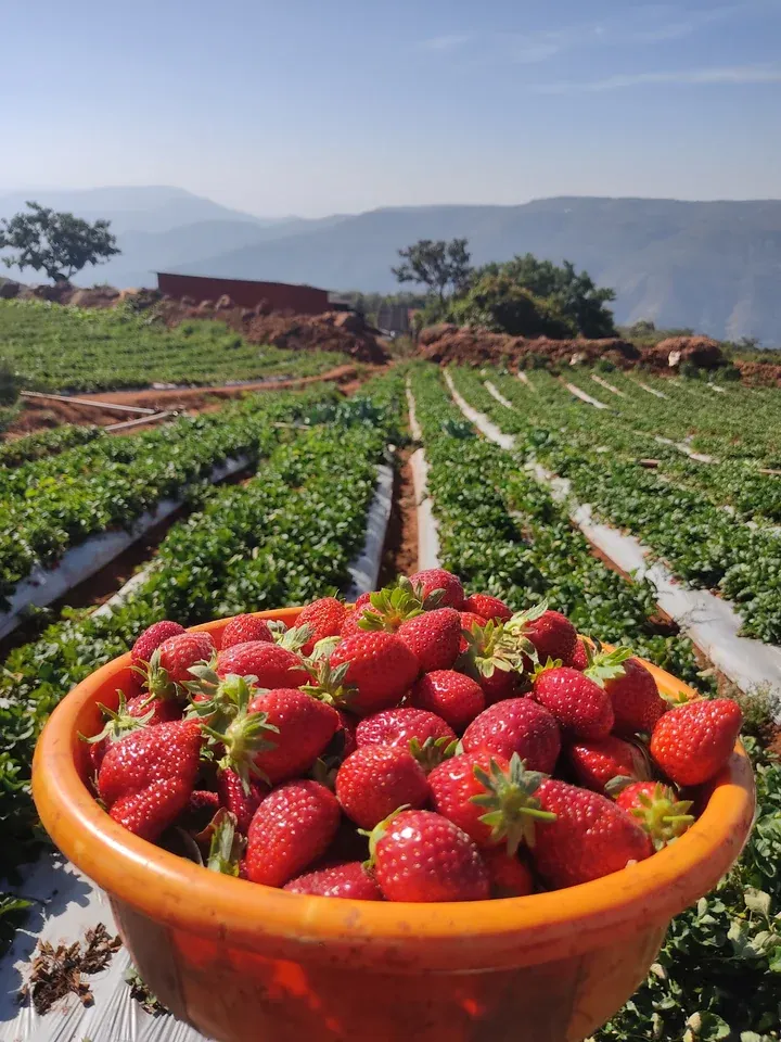 Fresh strawberries at a farm in Mahabaleshwar, with the Sahyadri hills behind